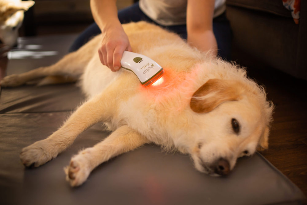 Photobiomodulation_Photizo_Canine Sports Massage_Animal Physiotherapy_Rehabilitation for animals.jpg
