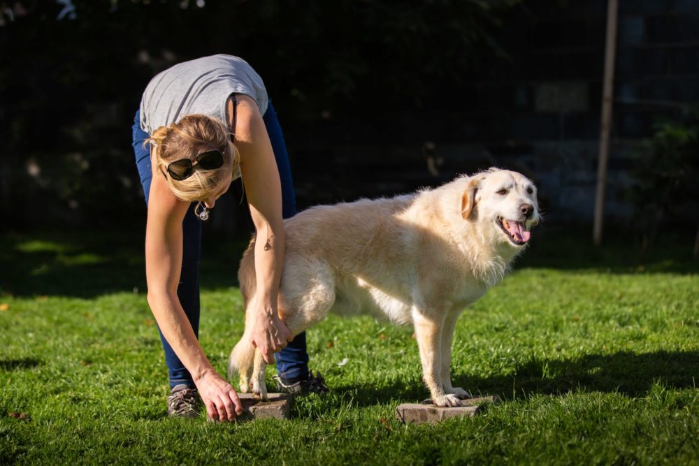 Therapeutic Exercise_Prescription Exercise_Canine Massage_Animal Physiotherapy_Animal Rehabilitation